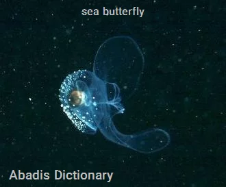 sea butterfly